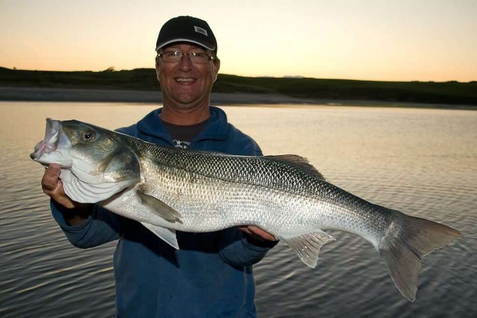 How to catch bass  Talk Sea Fishing - Sea Angling Forums & Catch