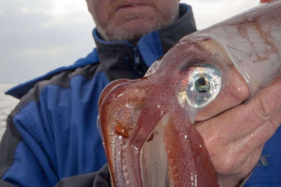 Squid baits  Talk Sea Fishing - Sea Angling Forums & Catch Reports
