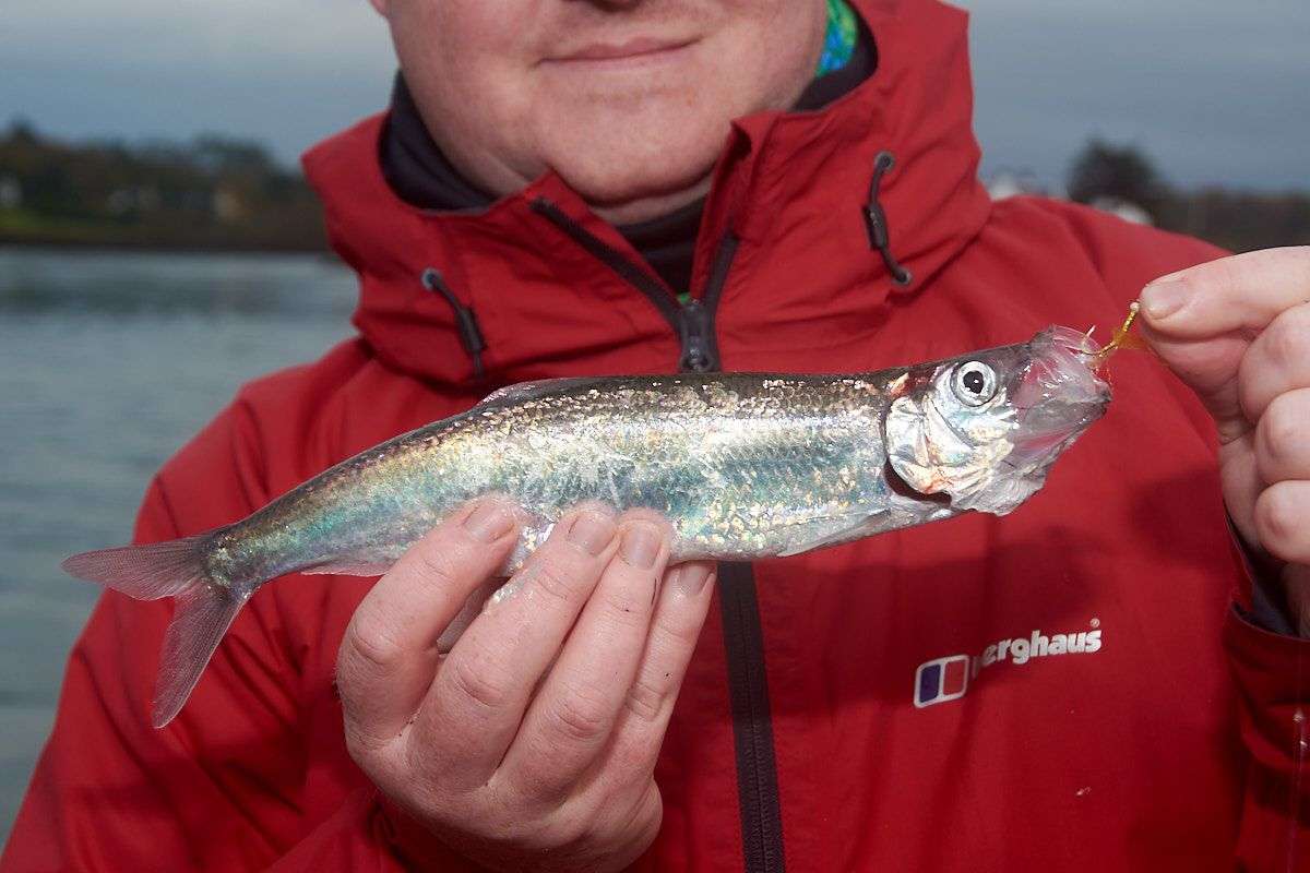 How to catch herring  Talk Sea Fishing - Sea Angling Forums