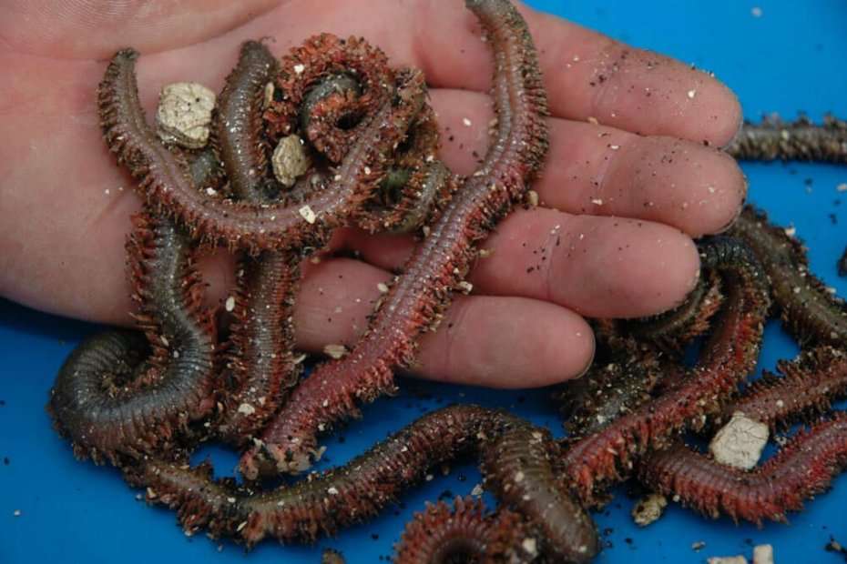 King ragworm baits  Talk Sea Fishing - Sea Angling Forums & Catch