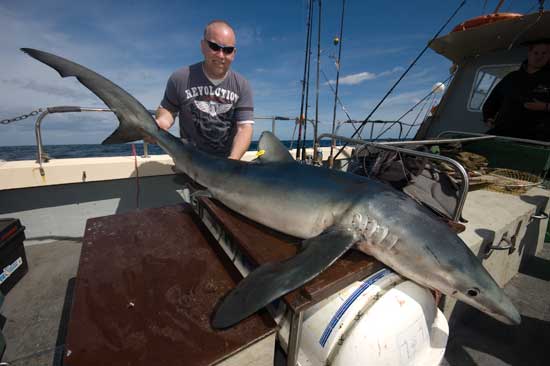 How to catch blue shark  Talk Sea Fishing - Sea Angling Forums & Catch  Reports