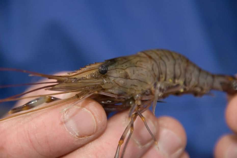 Fishing with shrimps  Talk Sea Fishing - Sea Angling Forums & Catch Reports