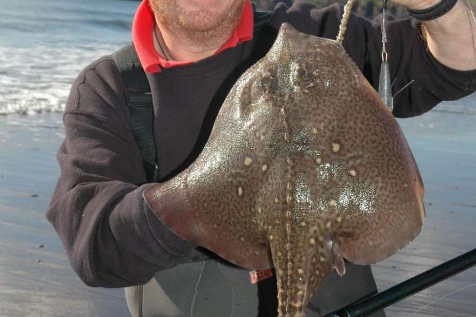 Thornback ray fishing in Kerry  Talk Sea Fishing - Sea Angling