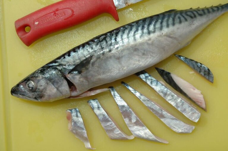 Mackerel baits Talk Sea Fishing