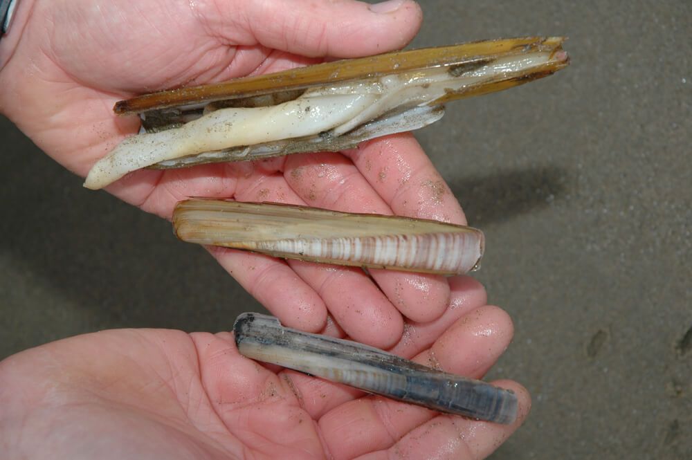 Razorfish baits - Talk Sea Fishing