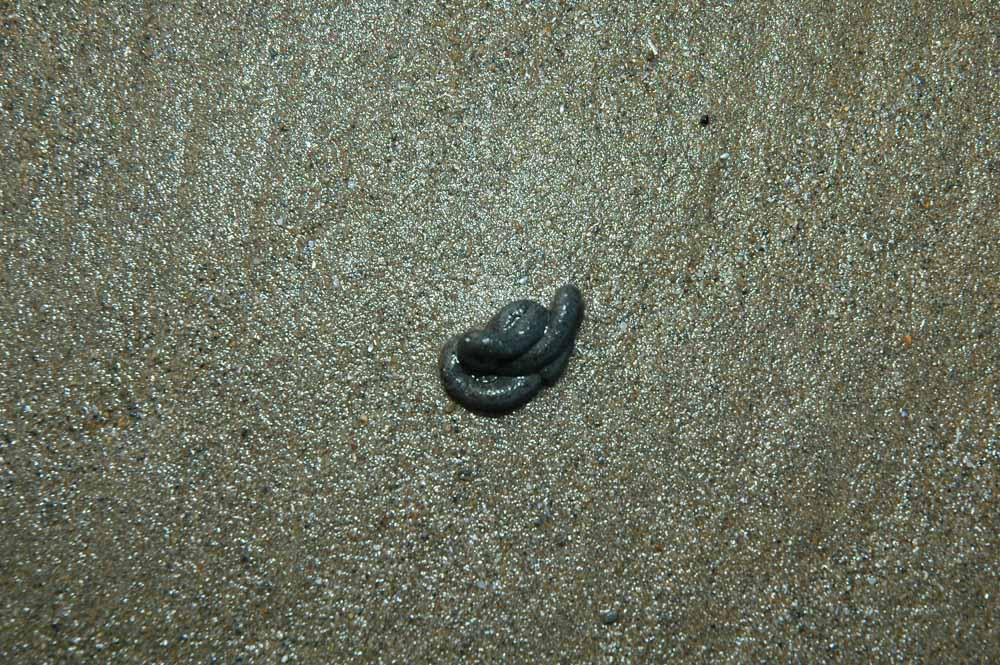 Lugworm baits Talk Sea Fishing