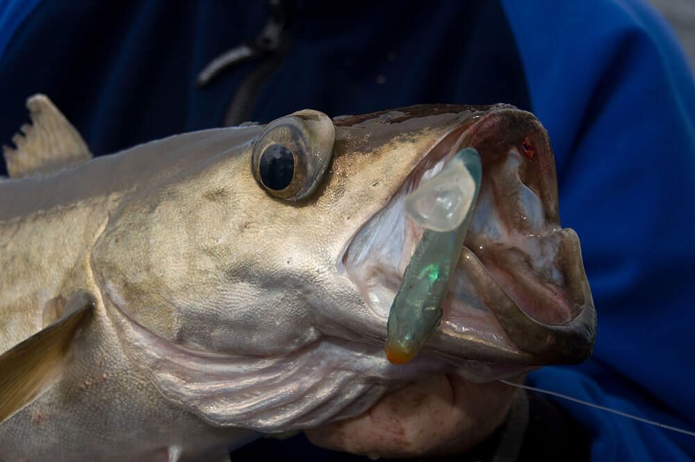 Sea fishing cod pollock Bass Mackerel lures 2 inch luminous muppets soft jelly 