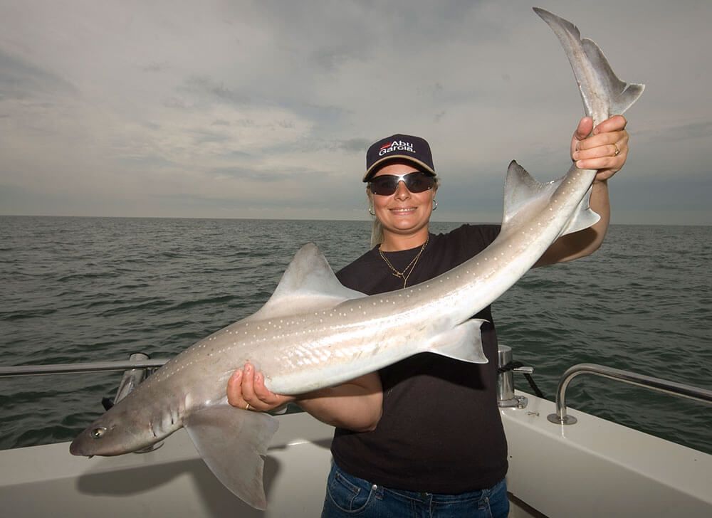 How to catch smoothhound - Talk Sea Fishing - The Home of UK Sea Angling