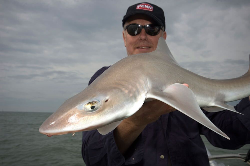 Boat fishing for smoothhound - Talk Sea Fishing - The Home of UK Sea ...