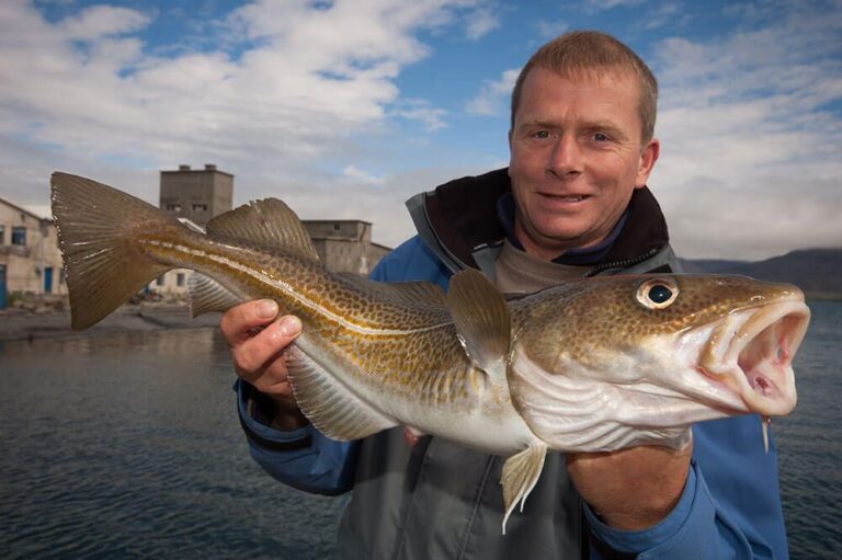 Cod Fishing How to Catch Cod Talk Sea Fishing