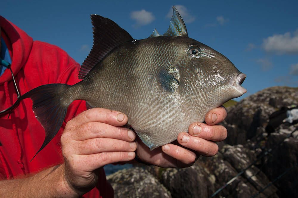 Shore fishing for triggerfish