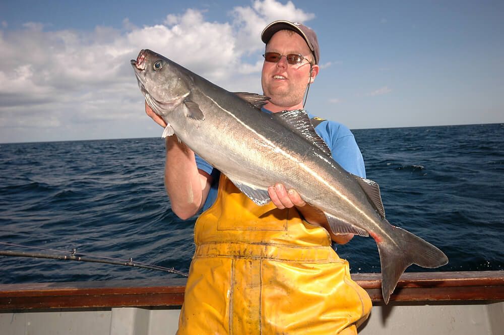 How to catch pollack  Talk Sea Fishing - Sea Angling Forums & Catch Reports