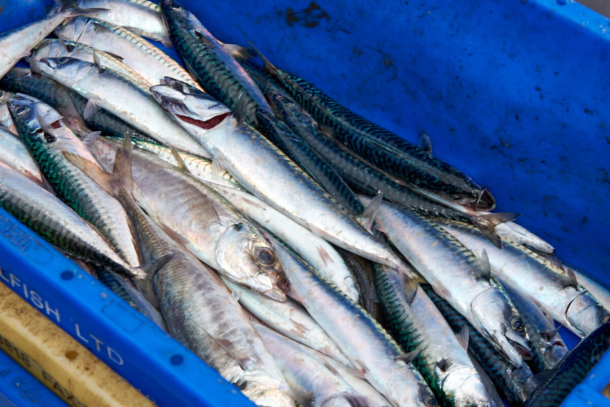 Blue Shark Fishing How to catch blue shark Talk Sea Fishing