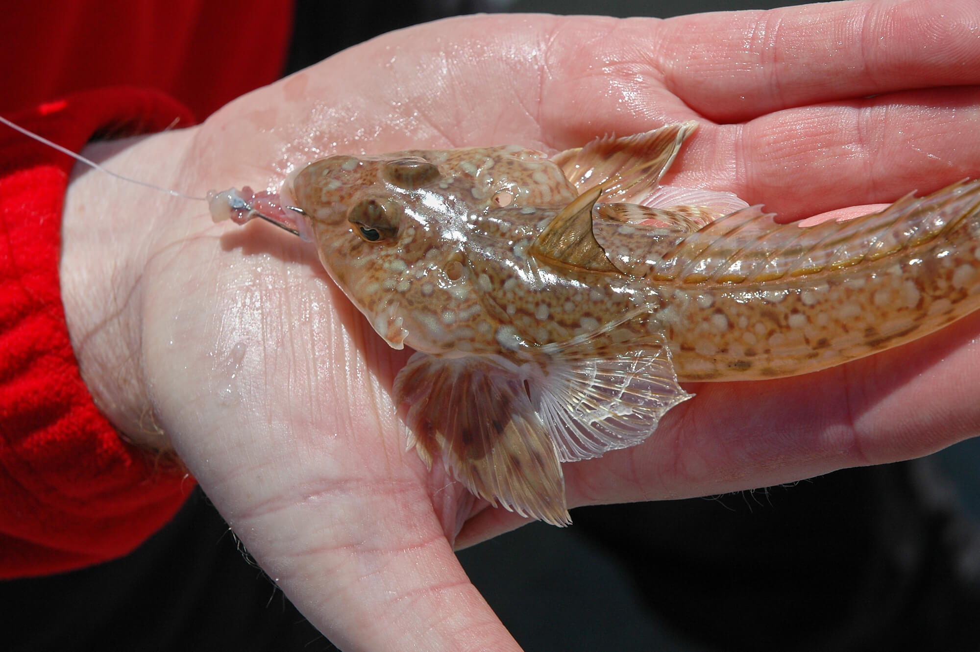 Smaller fish species like the dragonet are a staple of a gurnards diet.