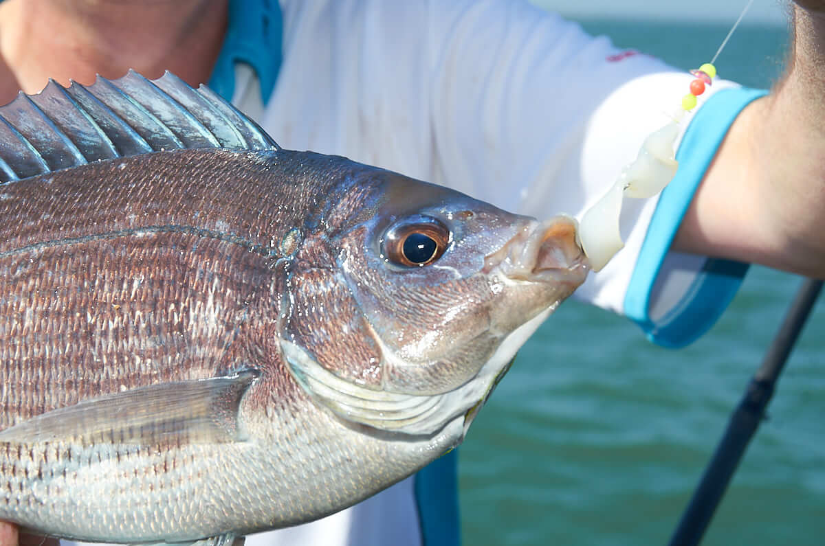 Black Bream Fishing How to Catch Black Bream Talk Sea Fishing