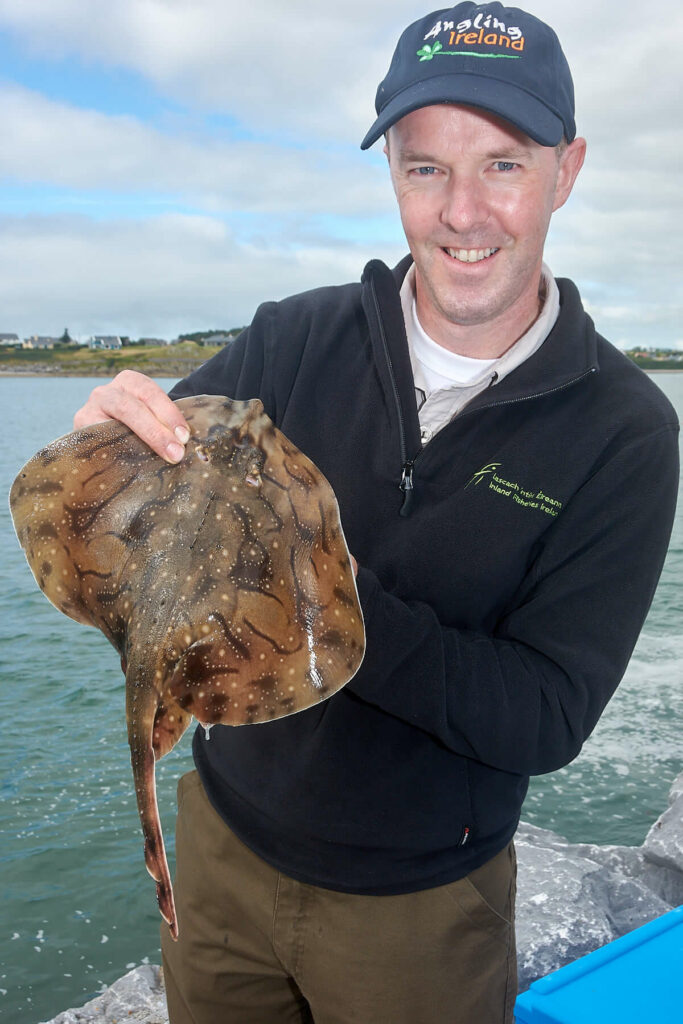 Shore caught undulate ray