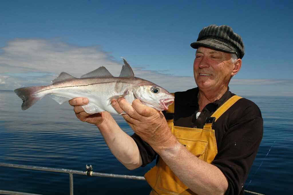 How to catch haddock  Talk Sea Fishing - Sea Angling Forums & Catch Reports