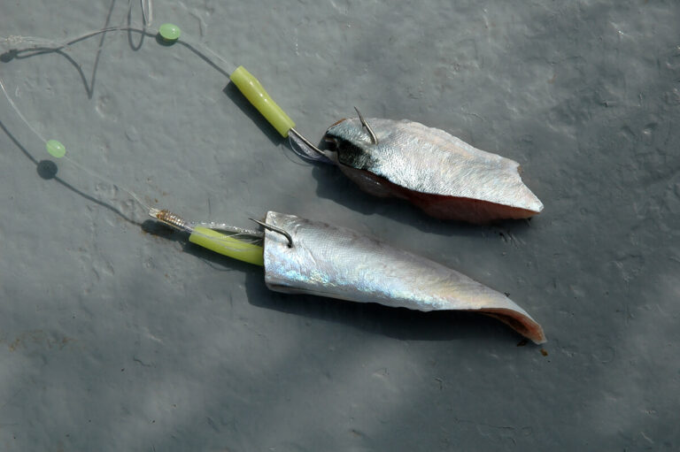 Haddock Fishing How to Catch Haddock Talk Sea Fishing