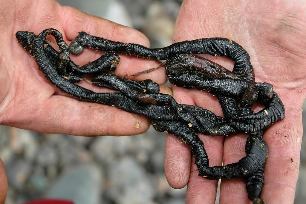 Cod Fishing Bait 1 - Black Lugworm
