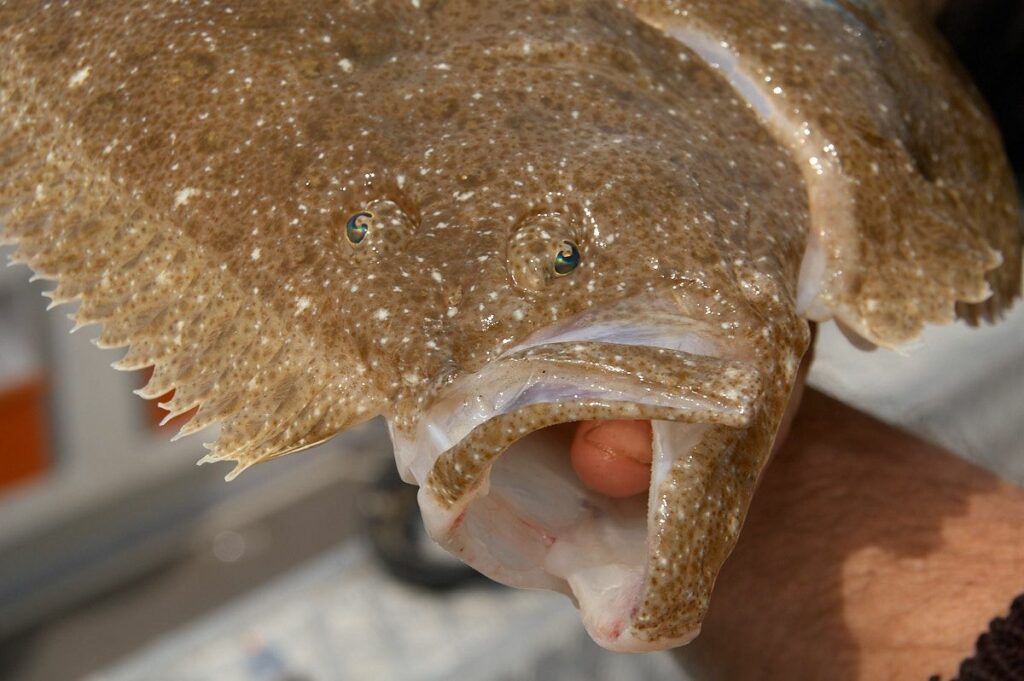 How to catch brill  Talk Sea Fishing - Sea Angling Forums & Catch